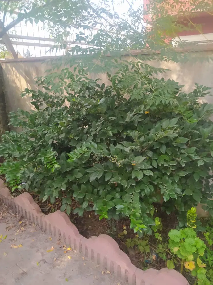 اجاره واحد ۱۰۰متری ابتدای پل شاپور