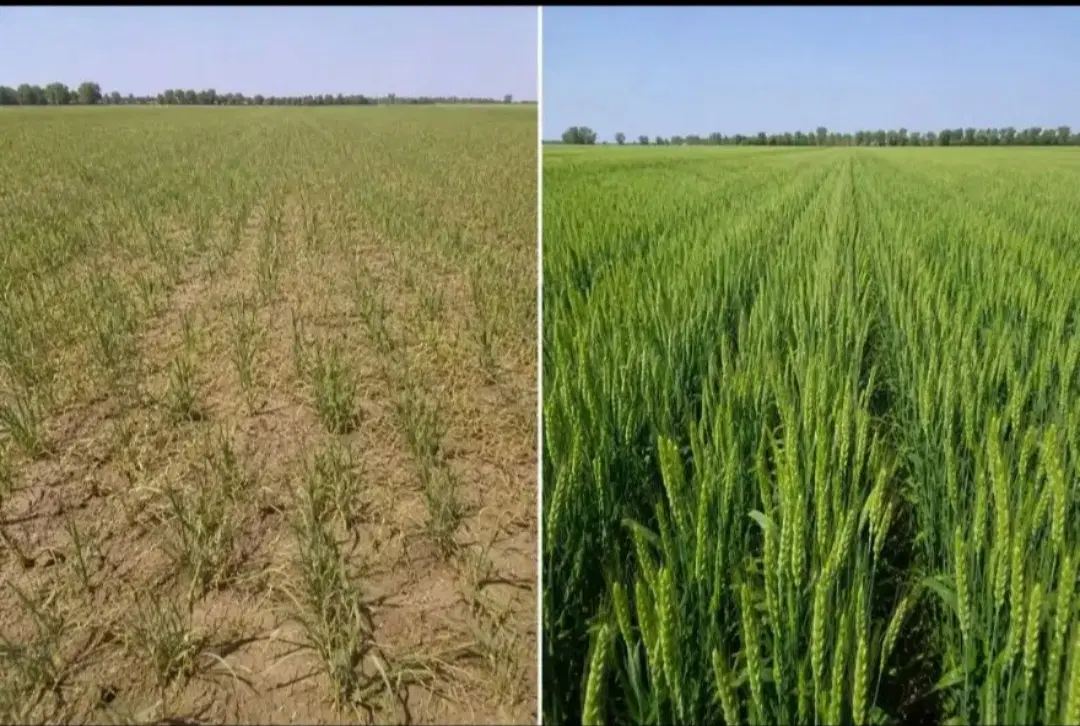 اجاره زمین کشاورزی