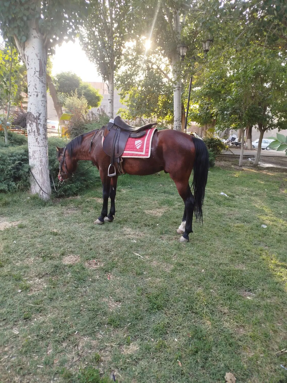 فروش باغچه