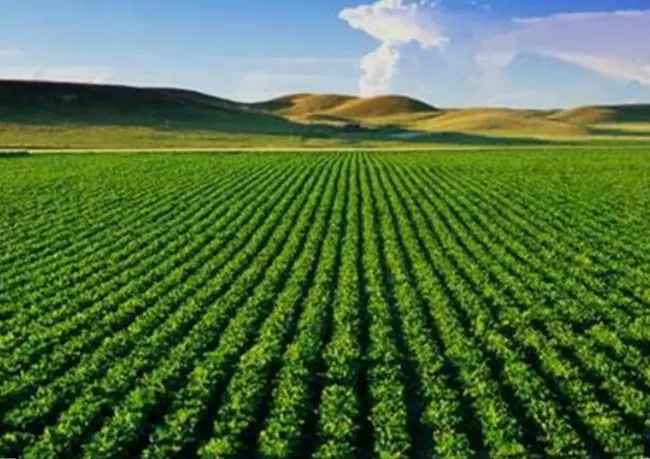 زمین کشاورزی واقعا در لیلیان اجاره داده میشود