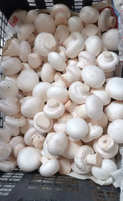 پرورش قارچ