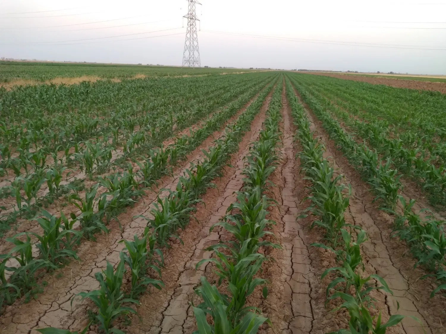 درخواست زمین برای اجاره