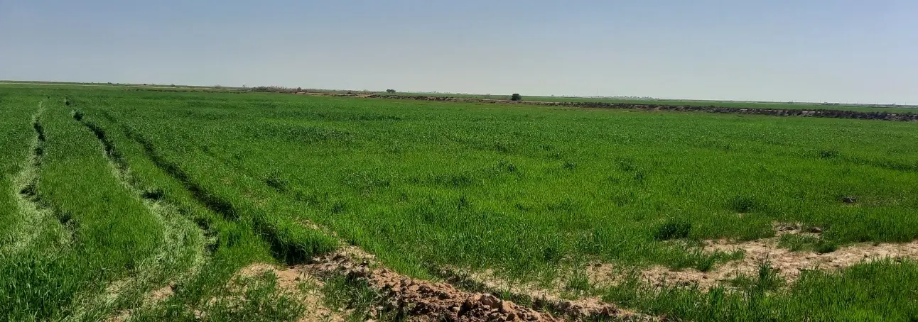 زمین کشاورزی زراعتی درهویزه
