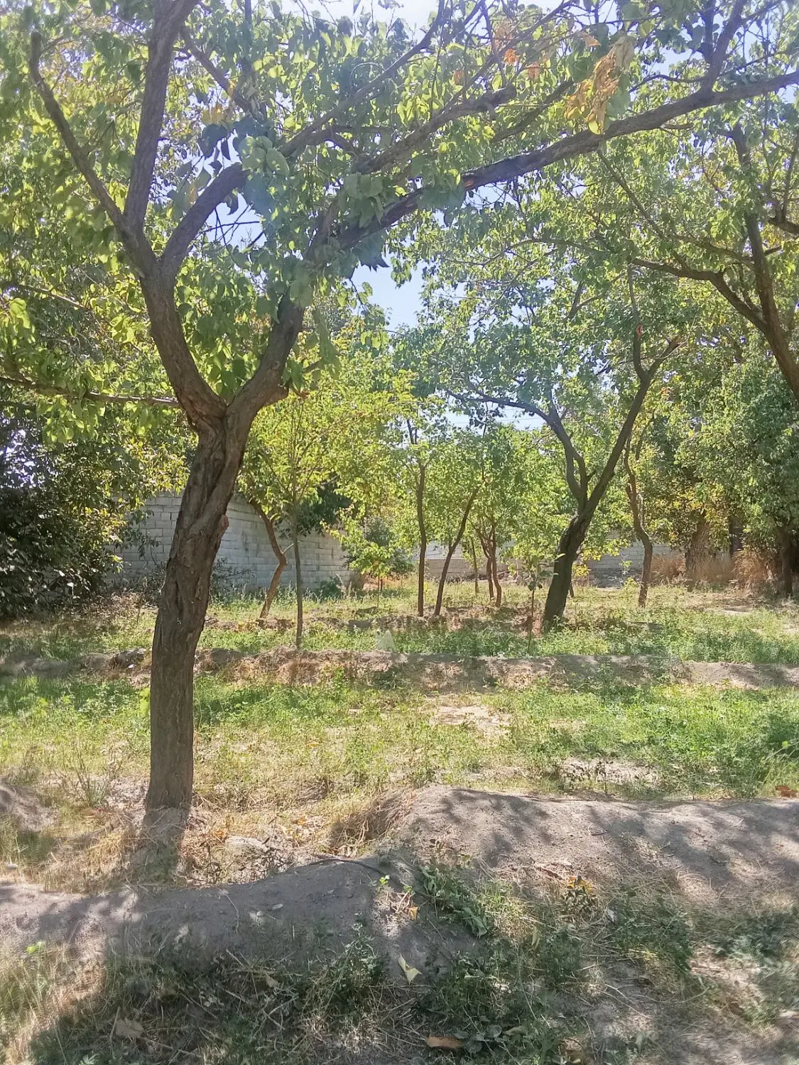 باغ در شادباد مشایخ