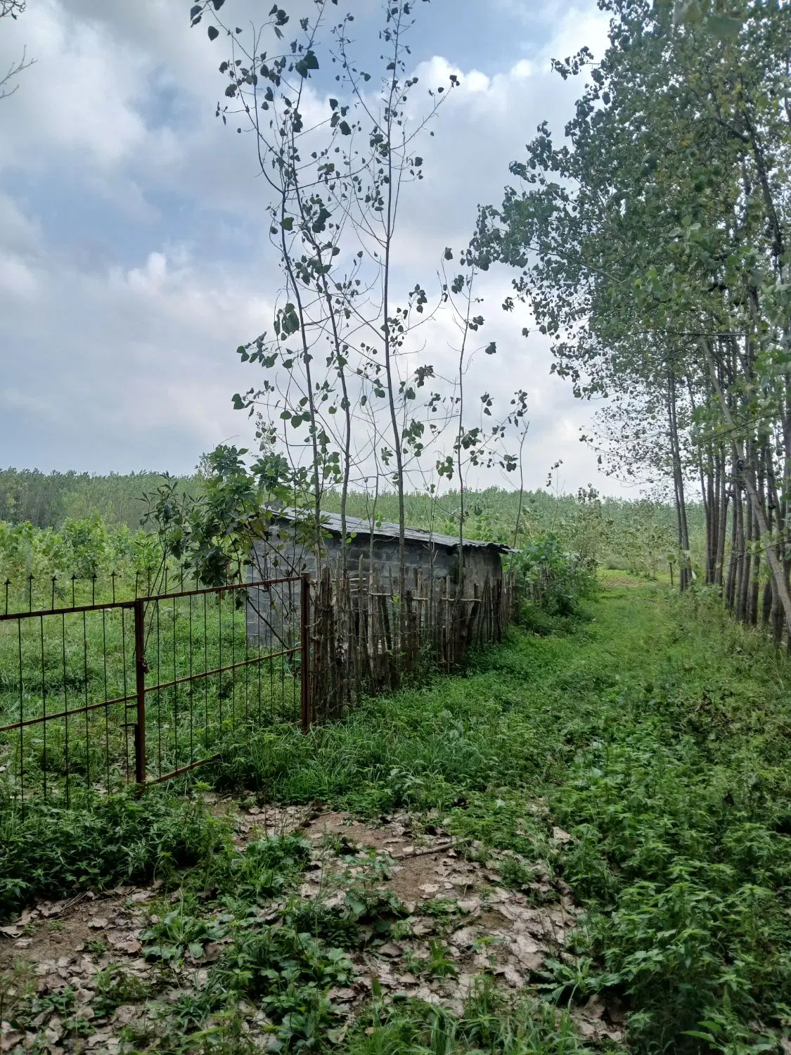 زمین باغی سند دار