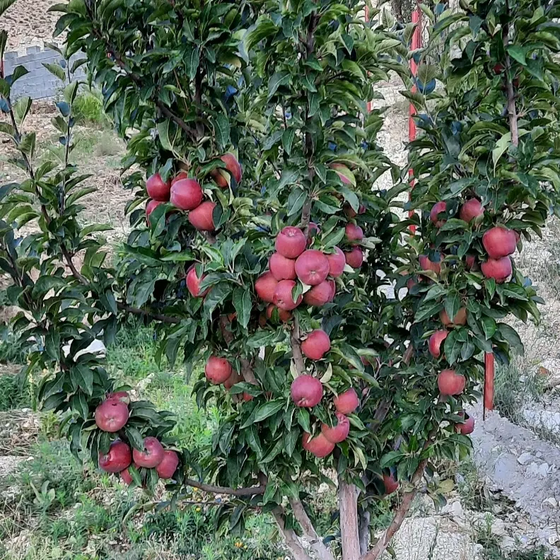 فروش باغ واقع در تنگه واشی
