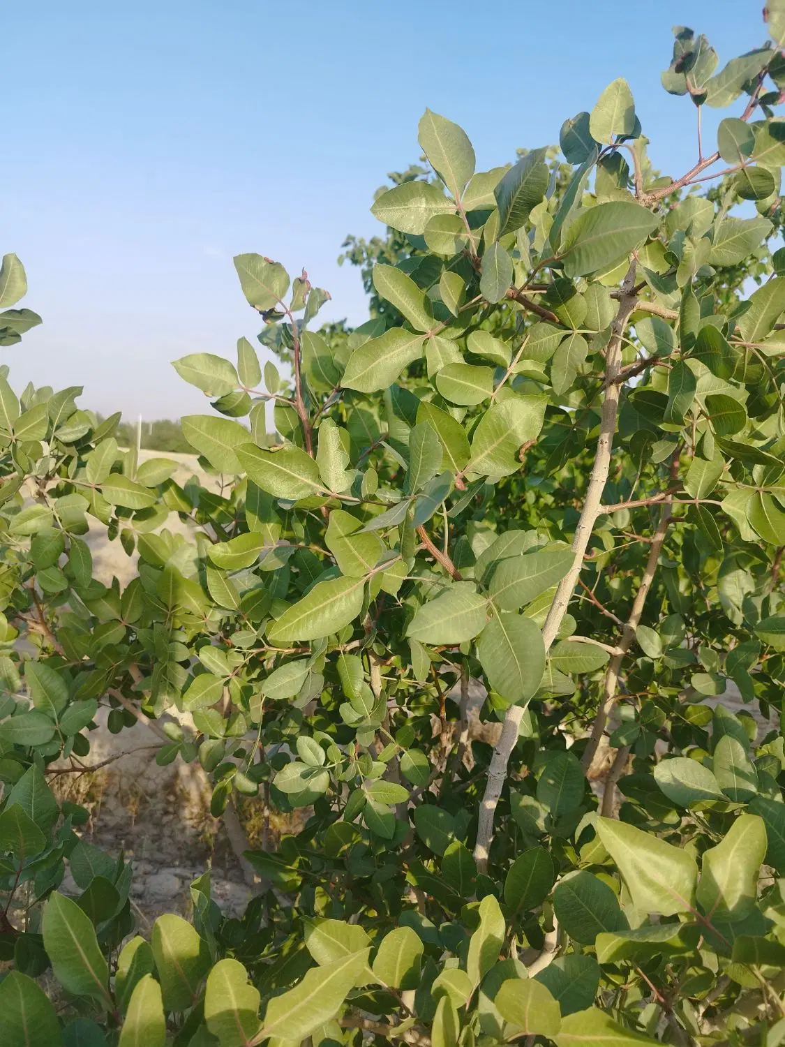 باغ ۱۰۰۰ متری سند تک برگ
