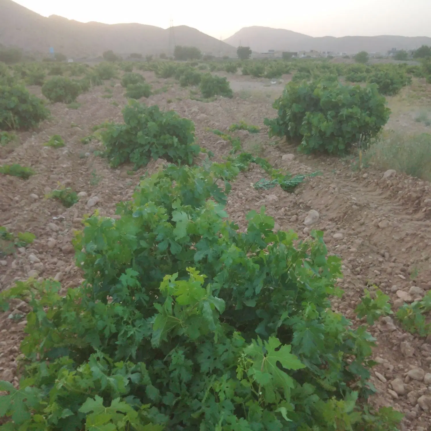 باغ انگوری 1000 و 1200 متری در روستای کلستان
