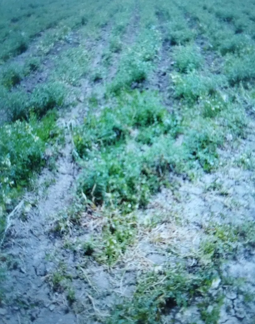 زمین کشاورزی