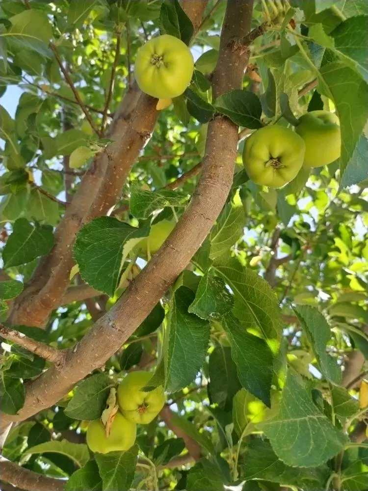 فروش باغ ویلای شیک در خان زنیان