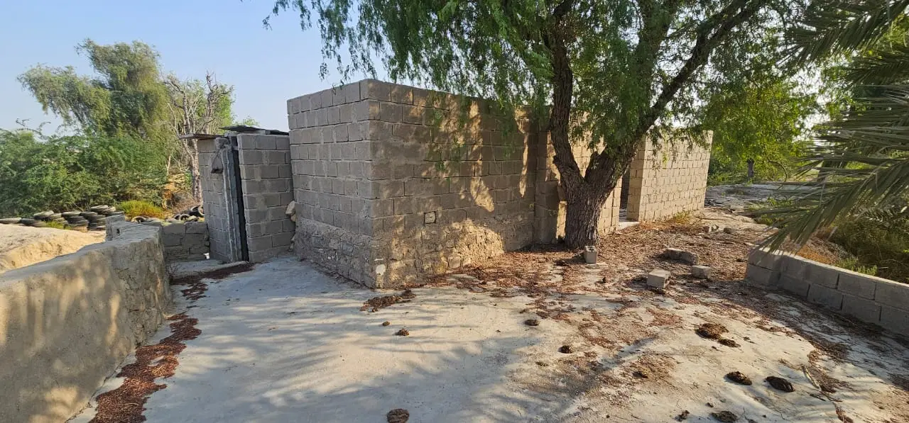 فروش زمین و نخلستان در کوشه