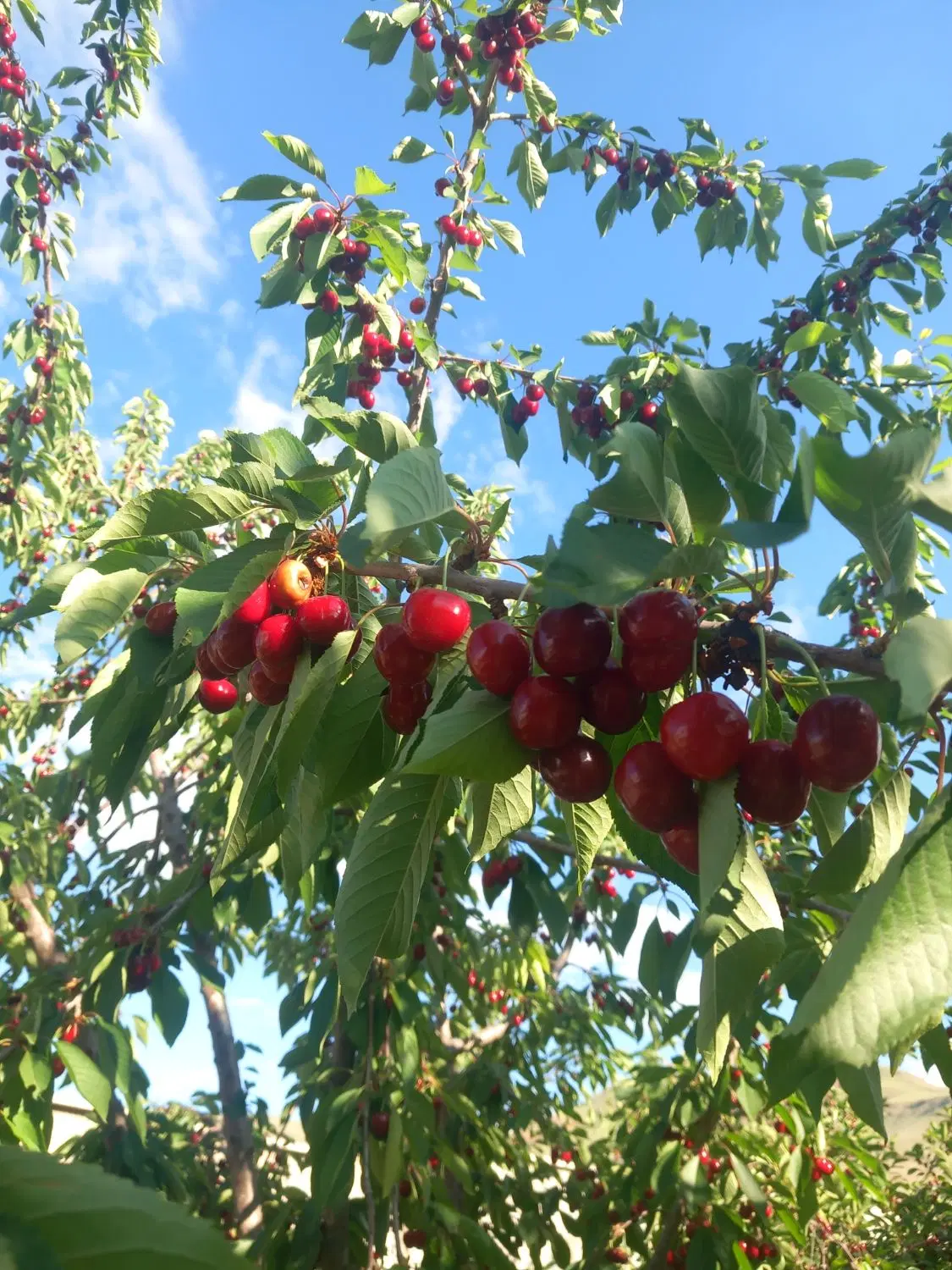 باغ میوه در سراب روستای داراب