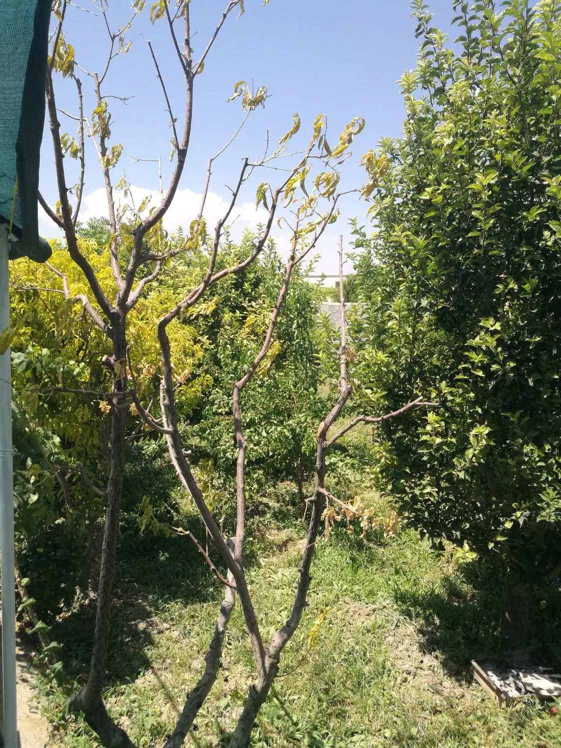 باغ اردوشاهی