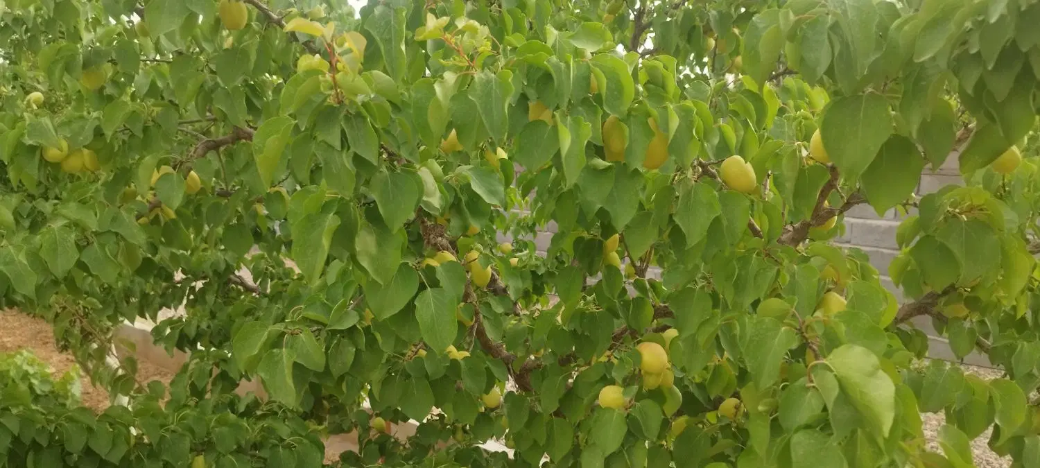 فروش زمین باغی سند دار درشهر زاویه جاده رحمت اباد