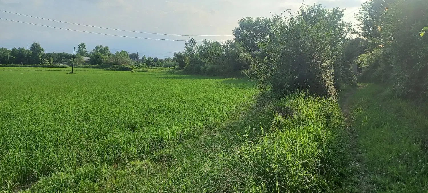 ۶۰۰۰ متر شالی سنتی