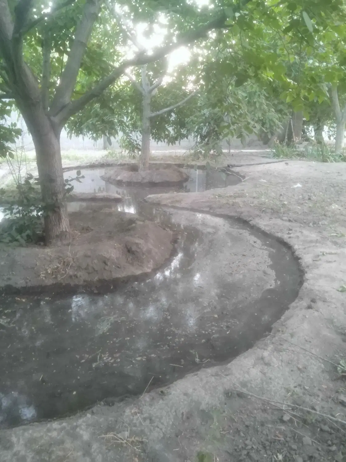 باغ امامزاده