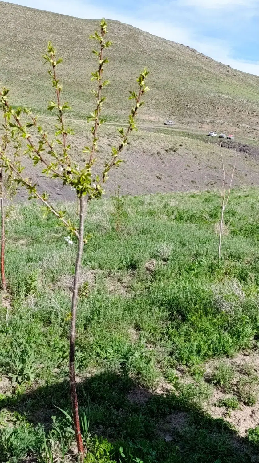 باغ ۵۰۰متری طاهراباد