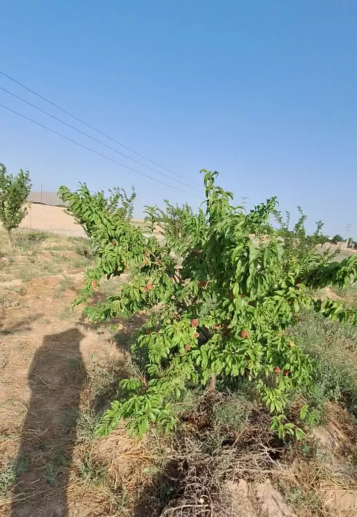۴۰۰۰متر باغ ۷ ساله ،قطره ای ،آب ،برق ،گاز