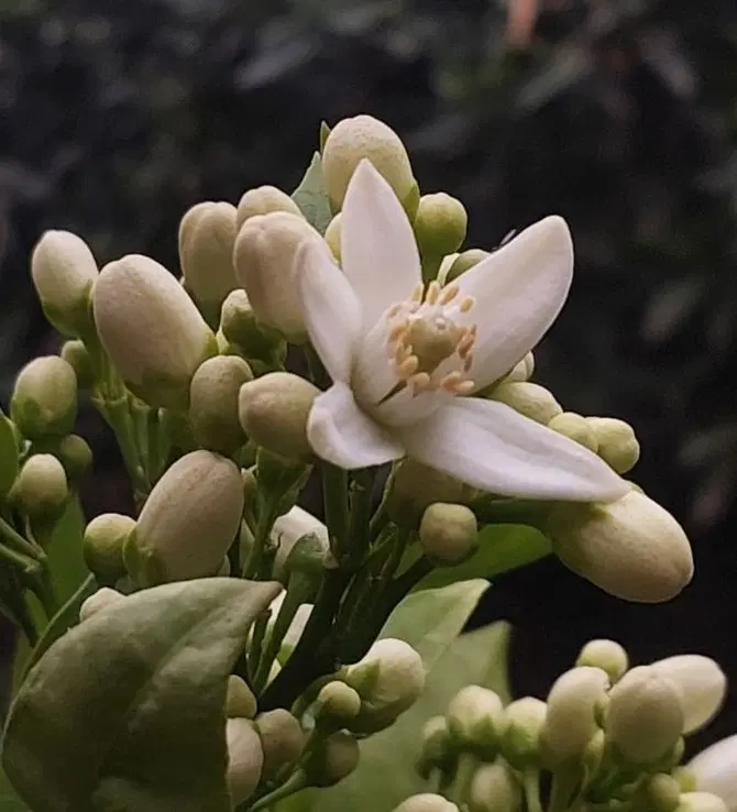 خانه ویلایی در سرخنکلاته