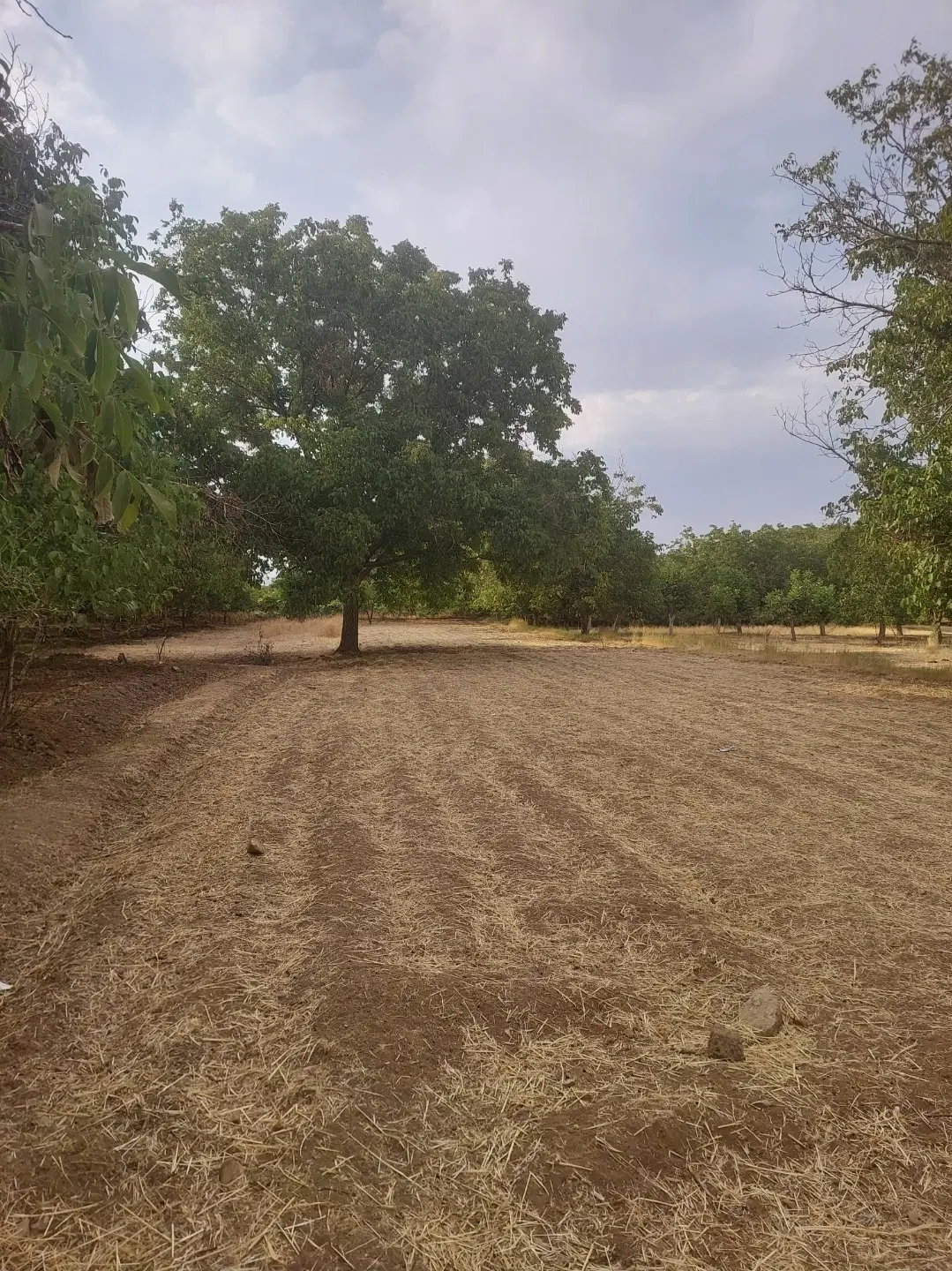 زمین کشاورزی حسین آباد