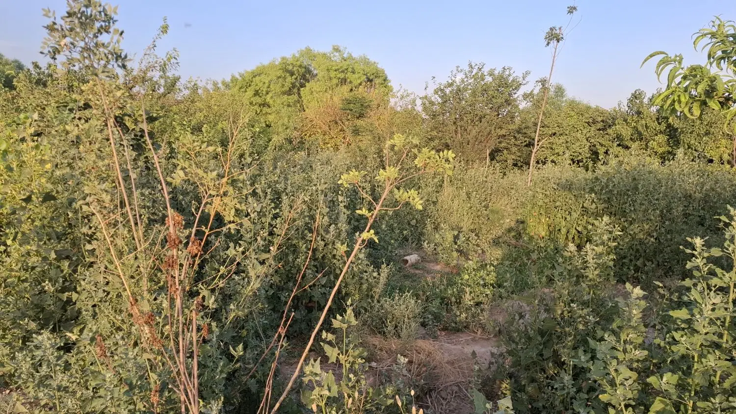 باغچه ۵۰۰ متری شهرری