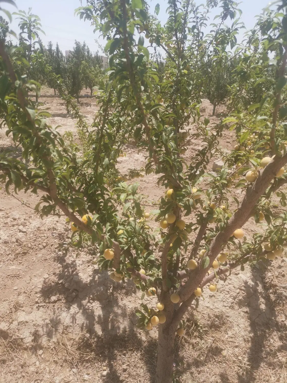 باغچه ۵۰۰ متری در اسلامشهر