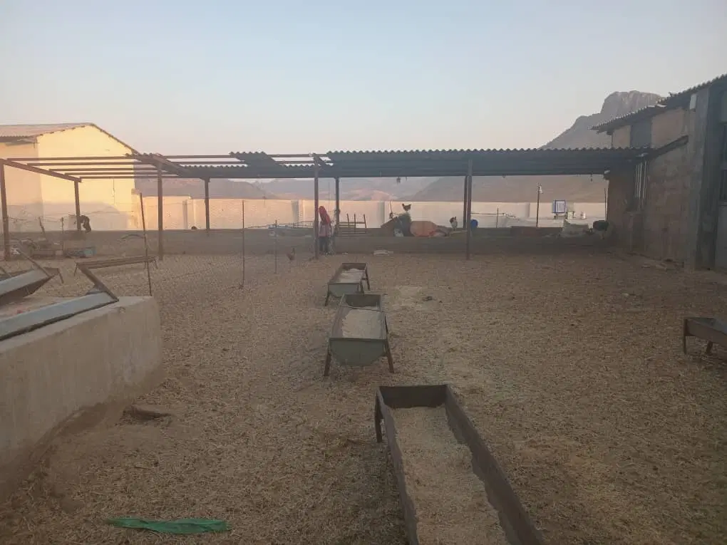 گاوداری ۳۰۰ راسی نوساز