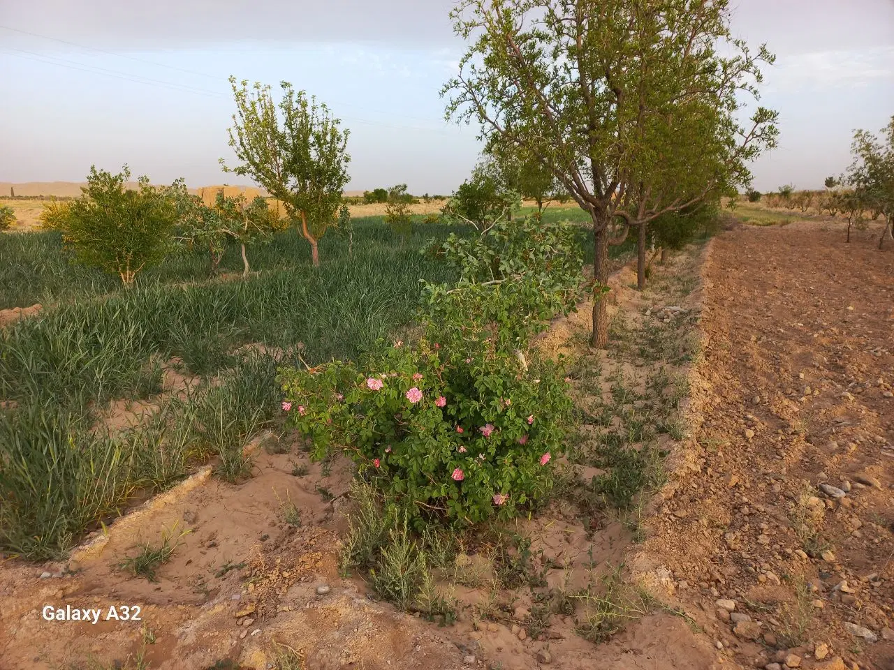 فرصت سرمایه گذاری ماندگار