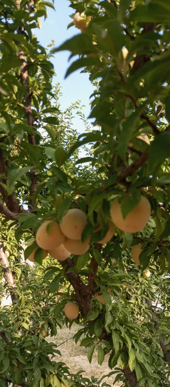 زمین منطقه سردسیر(یاسوج)