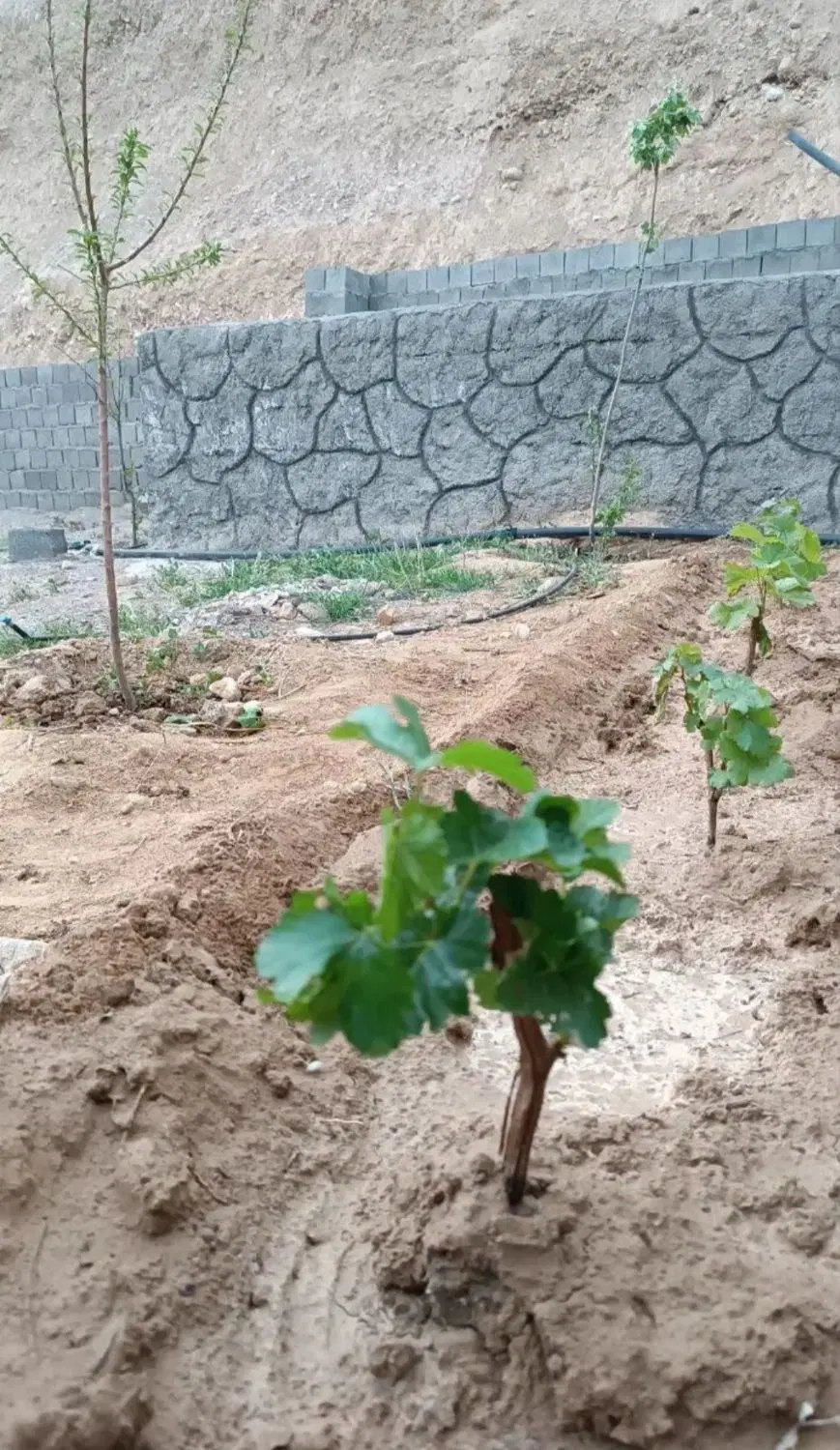 زمین ۱۰۰۰ متری دو نبش در جاده کلات  روستای رضوان