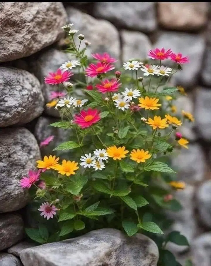 واحد لاکچری مجتمع کوهستان فوری