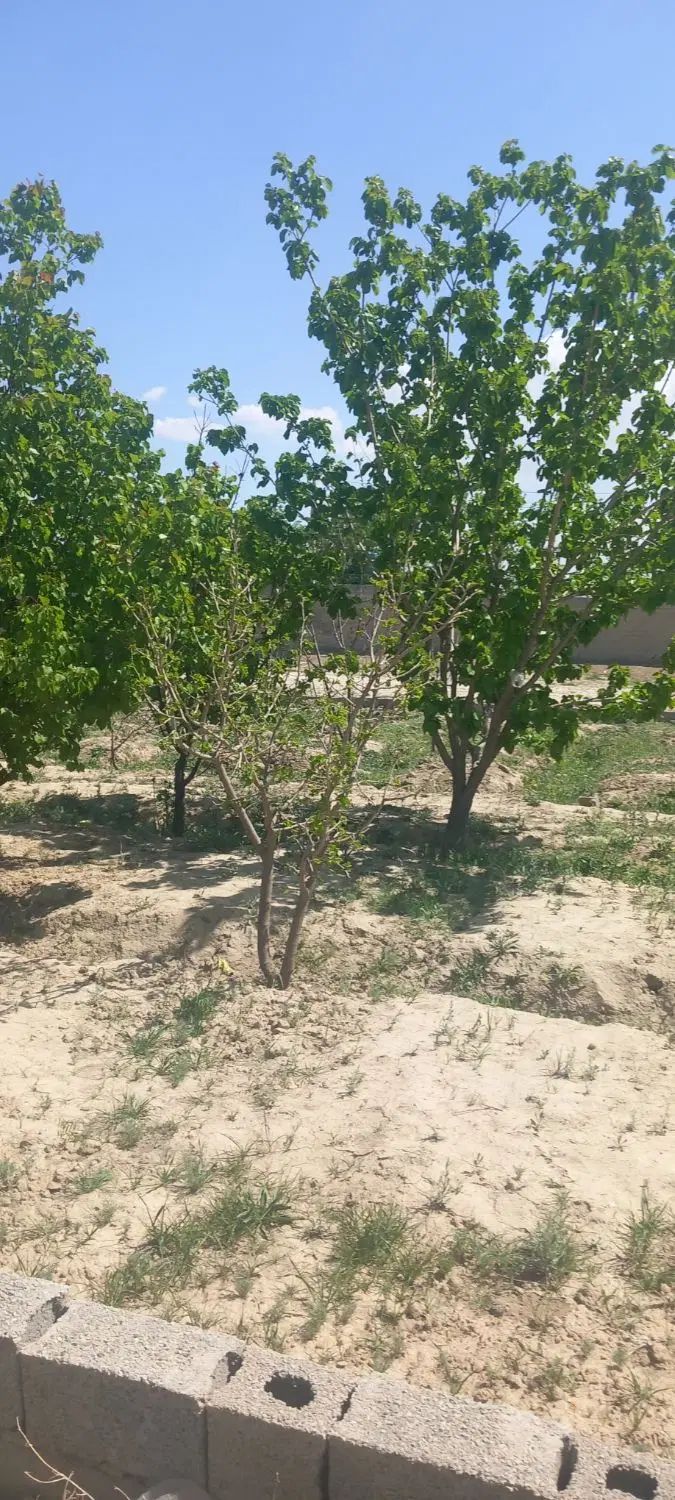 باغچه فروشی