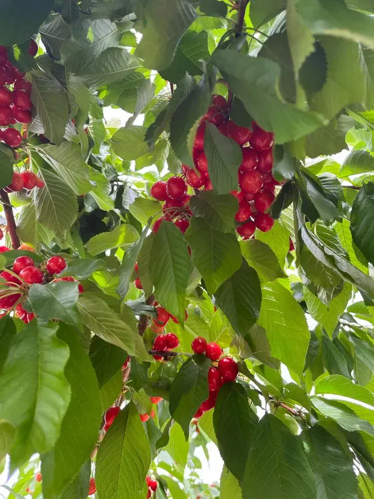 باغ گردووگیلاس ۵۰۰متر