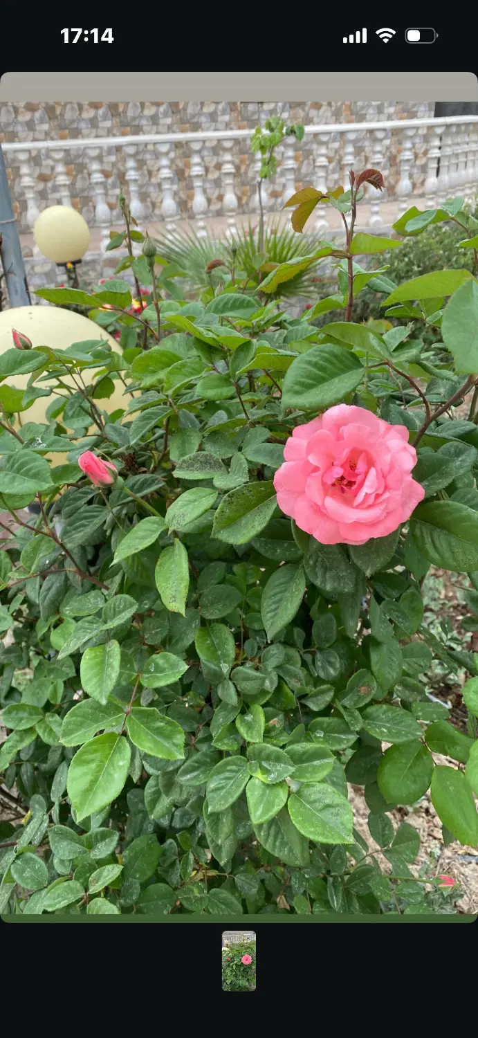 باغچه۳۰۰متری