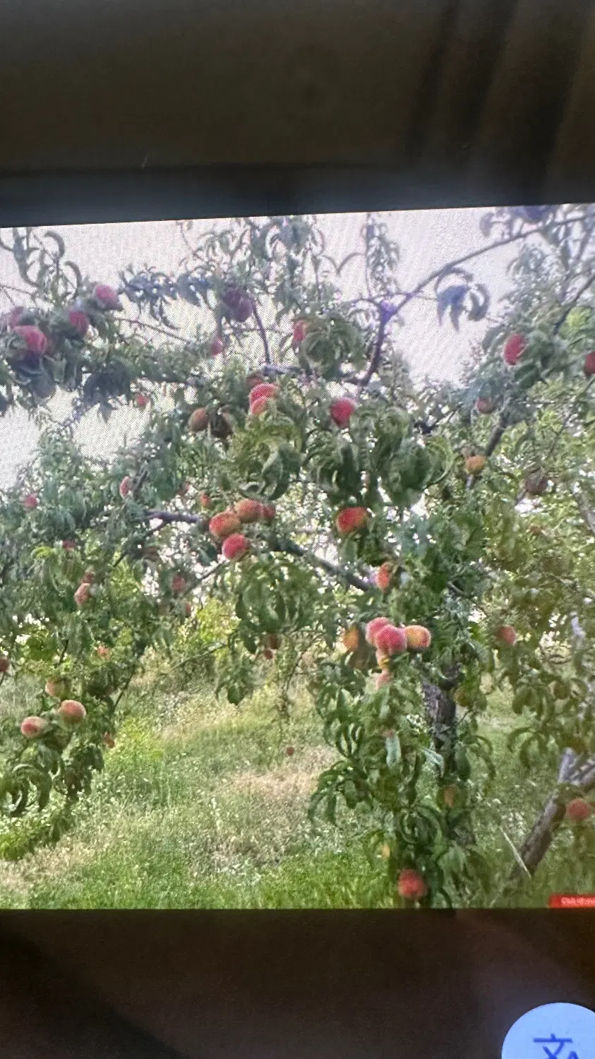 زمین باغی واقع در نوبهار ،گلبهار ۵۰۰ متری