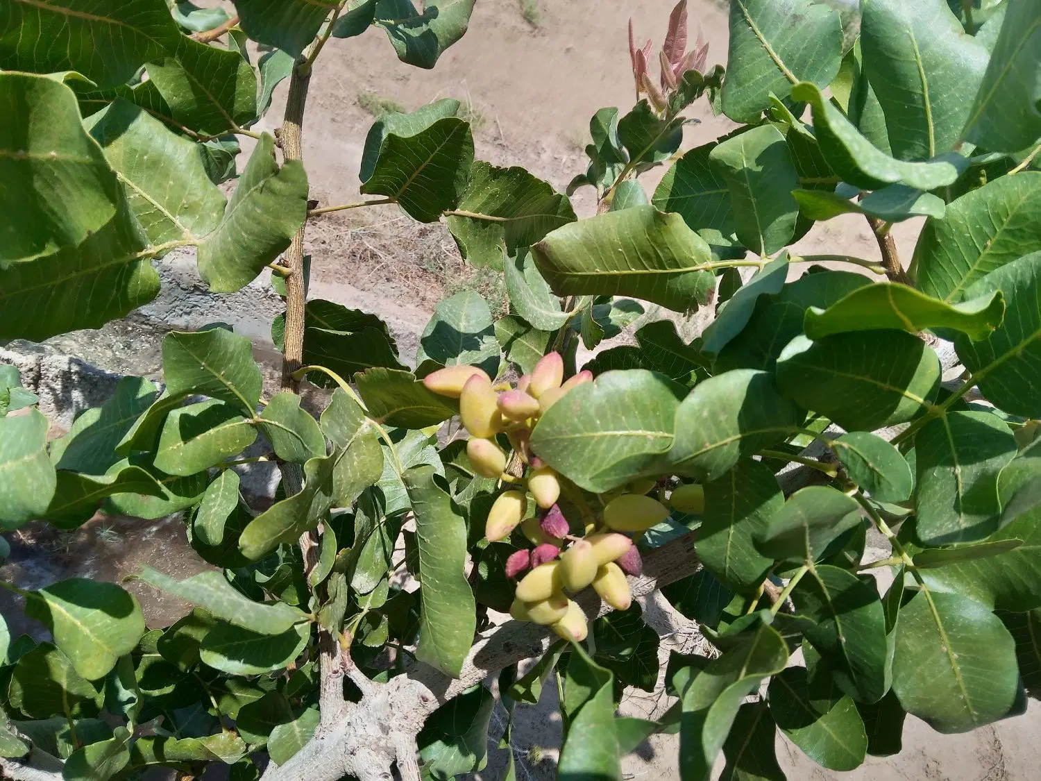 مزرعه به همراه چاه آب