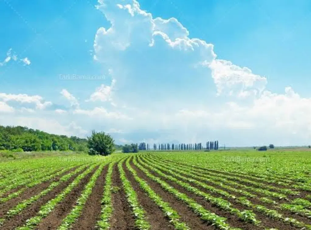 یک زمین زراعی