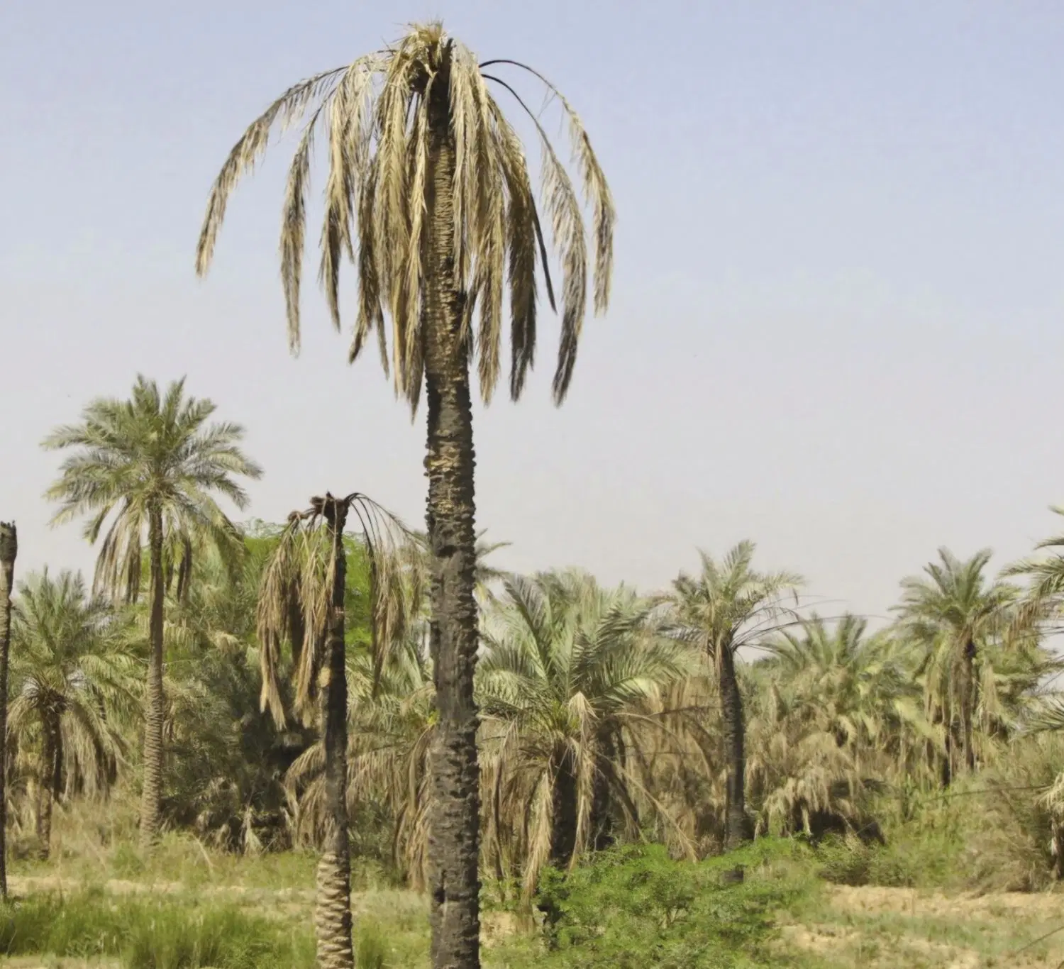 فروش زمین کشاورزی مسکونی تجاری