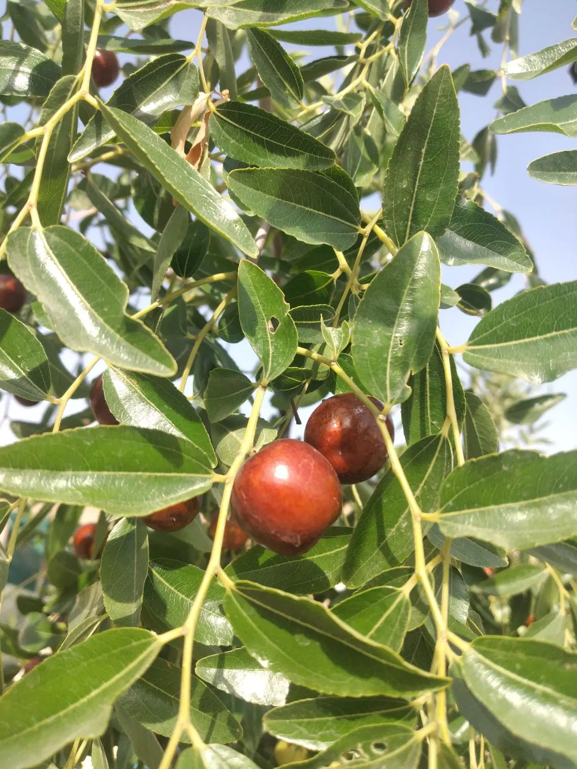 باغ۱۰۰۰ متری