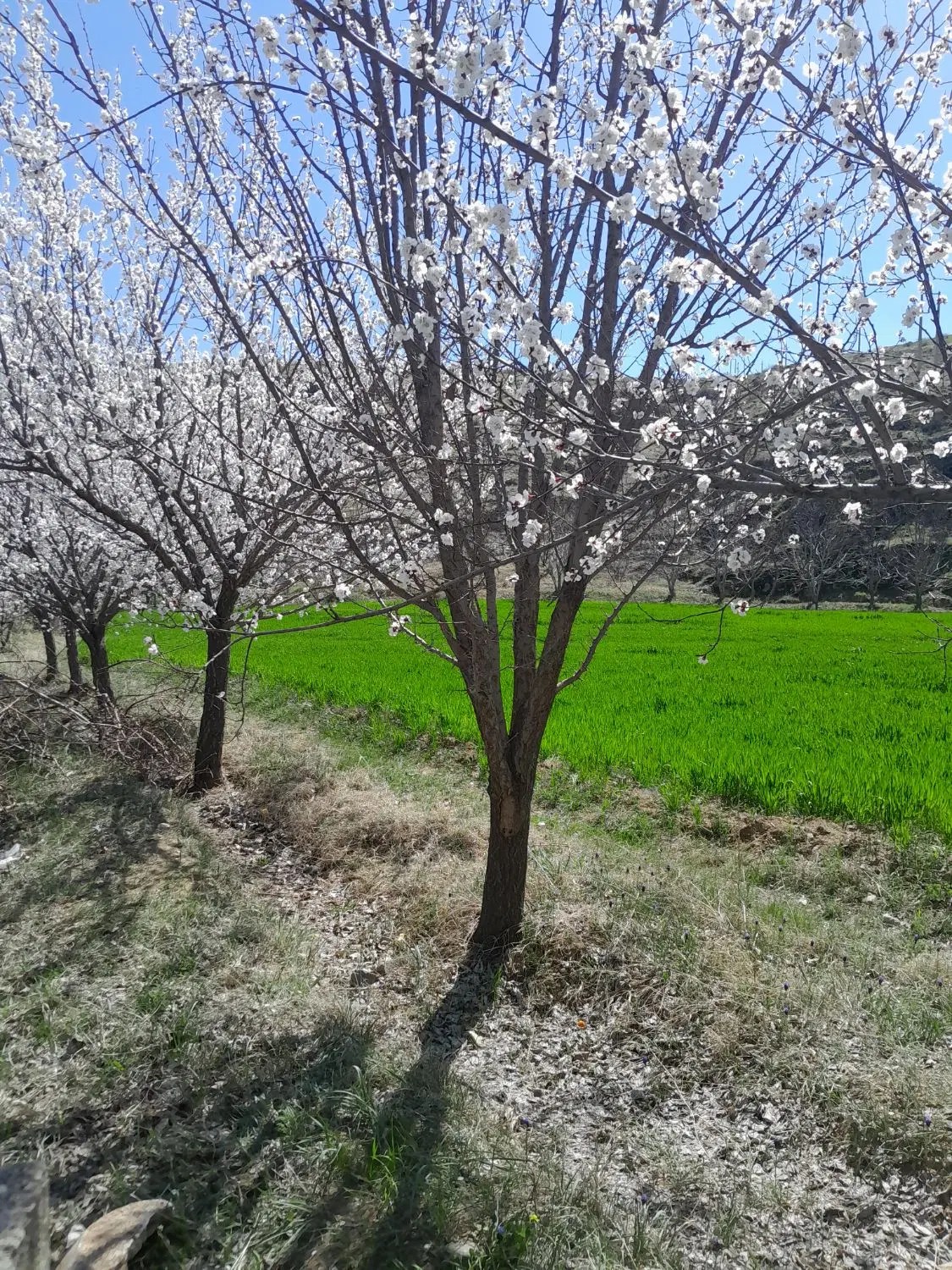 فروش زمین