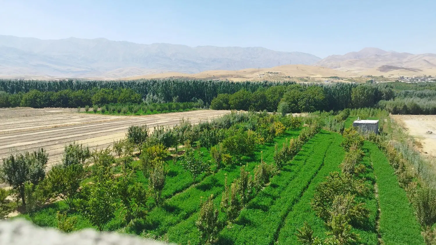 فروش زمین کشاورزی