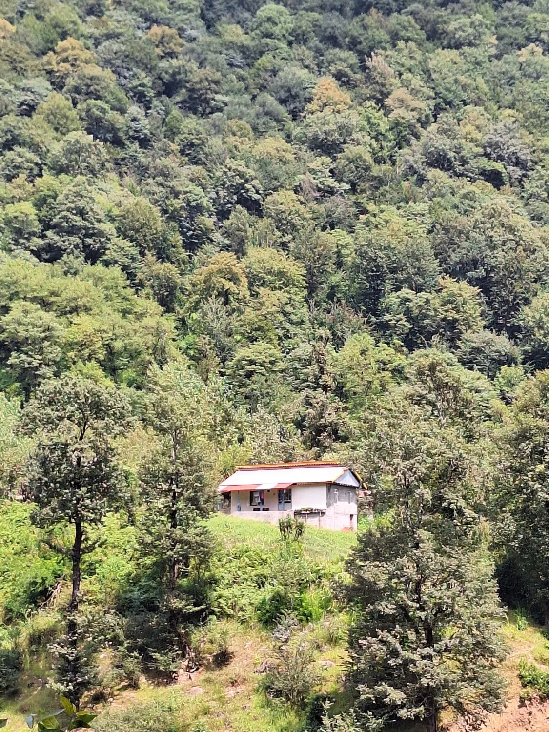 ویلا جنگلی