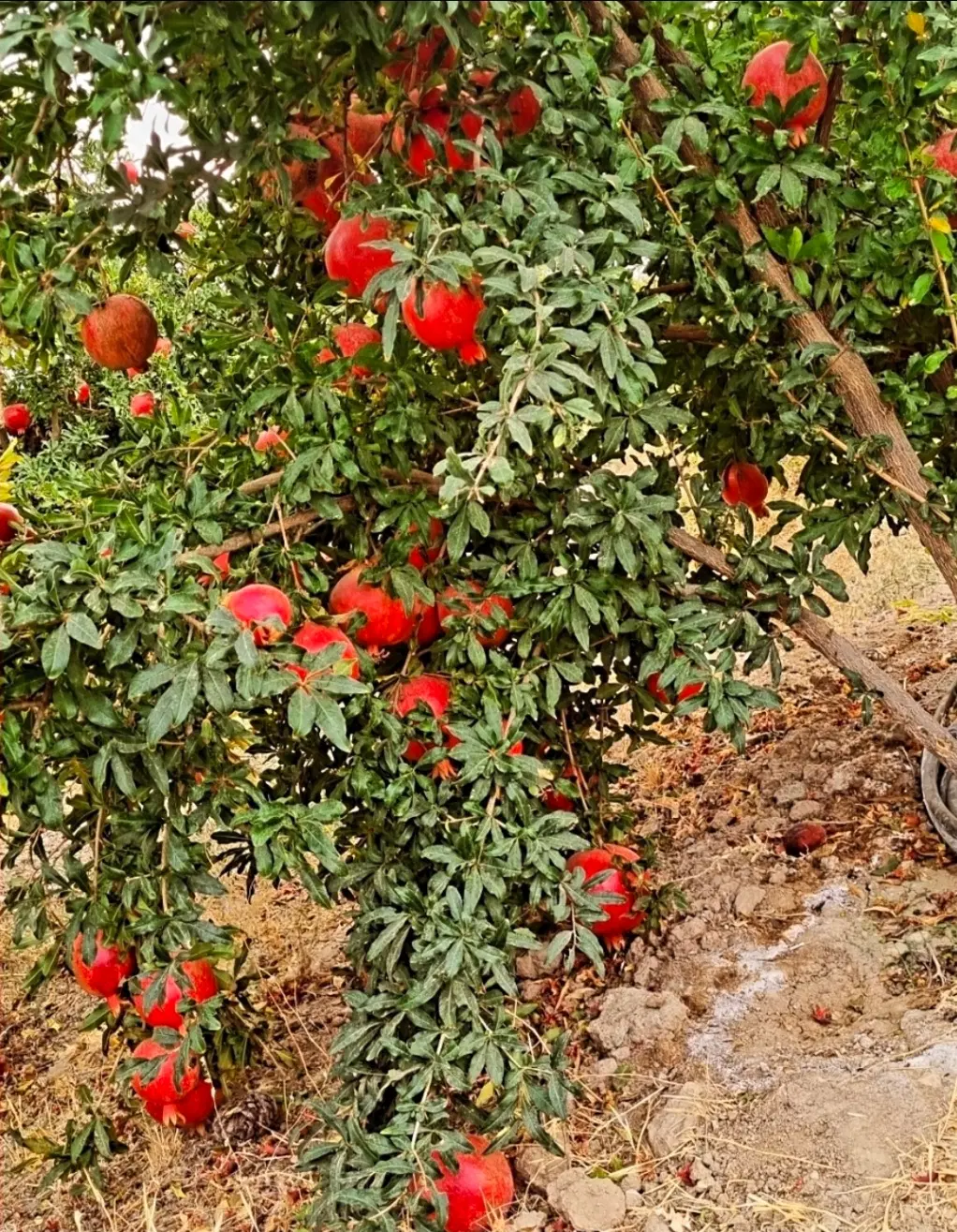 اجاره باغ انجیر