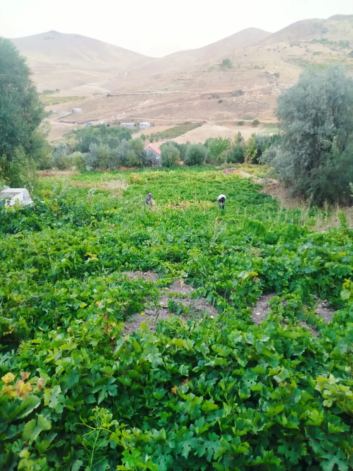 باغ انگور