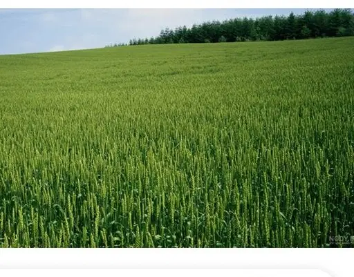 اجاره رمین کشاورزی جنب شهر