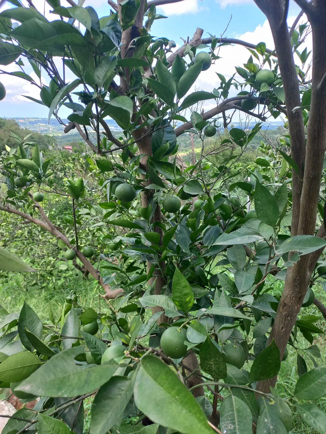 خونه باغ