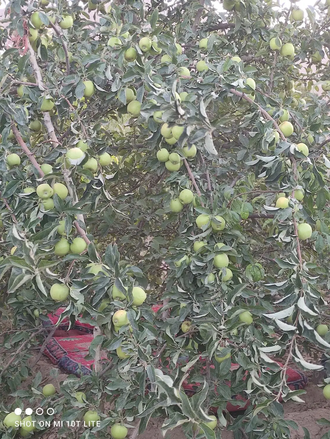 خانه باغ نصرآباد تفت