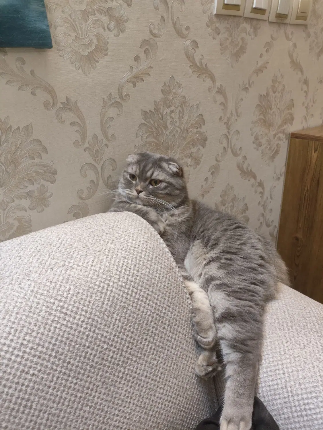 همخانه