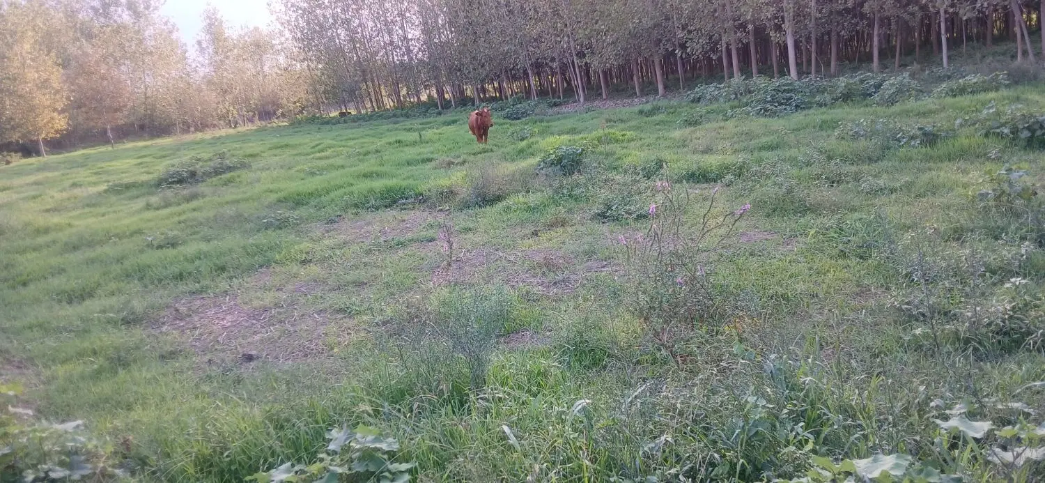 زمین زراعی