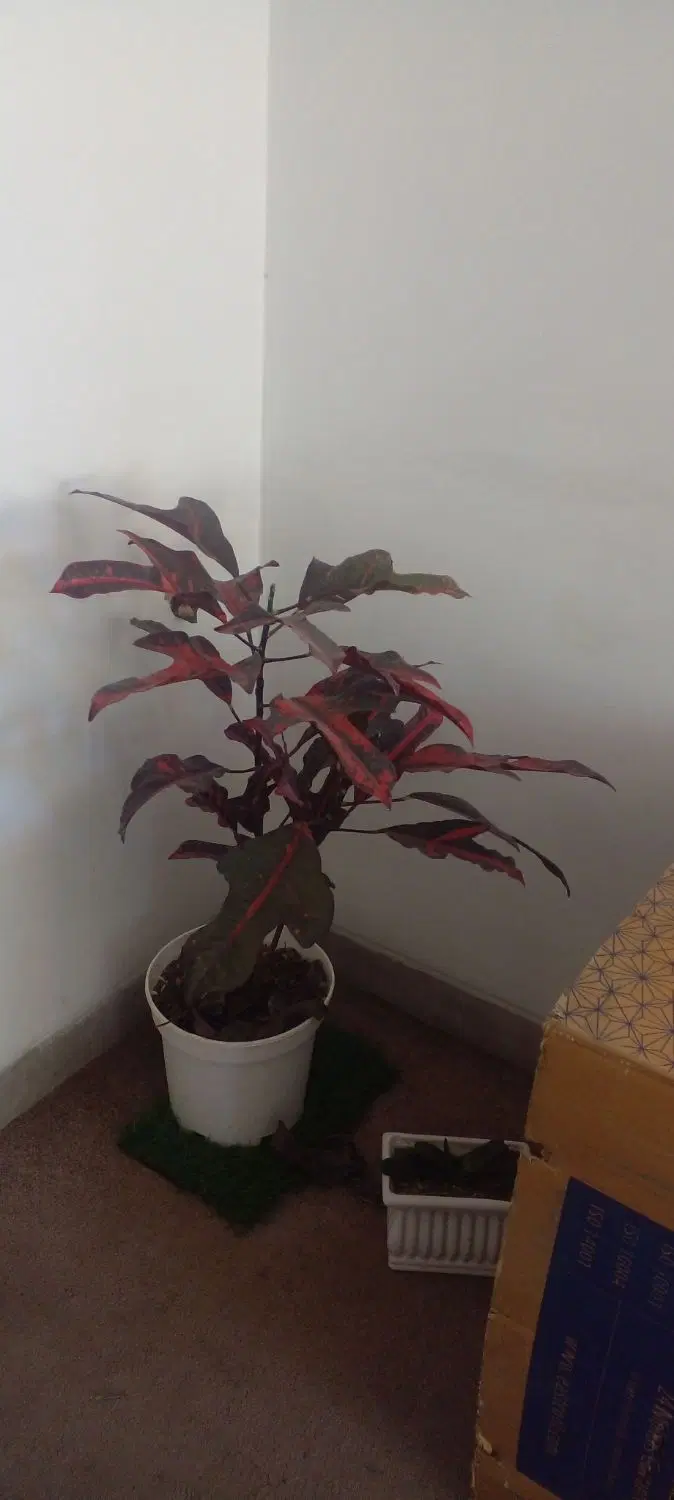 هم خانه ی خانم(خانم هستم خودم)
